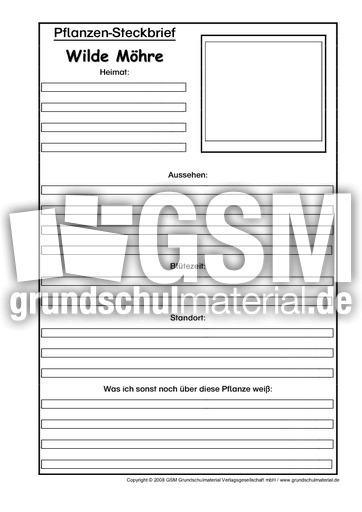 Steckbriefvorlage-Wilde-Möhre.pdf